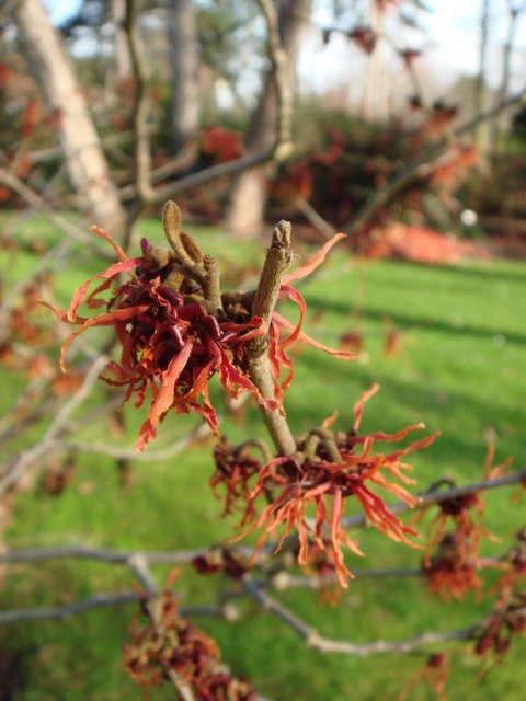 Hamamelis x intermedia 'Ruby Glow'